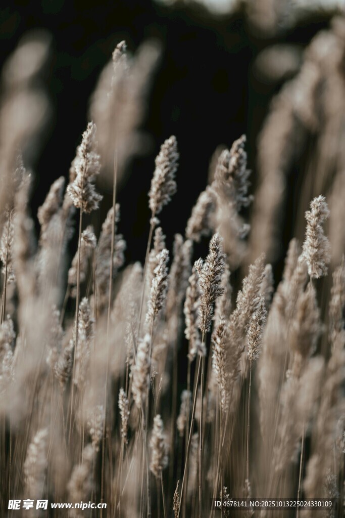 风中摇曳的蓬松芦苇