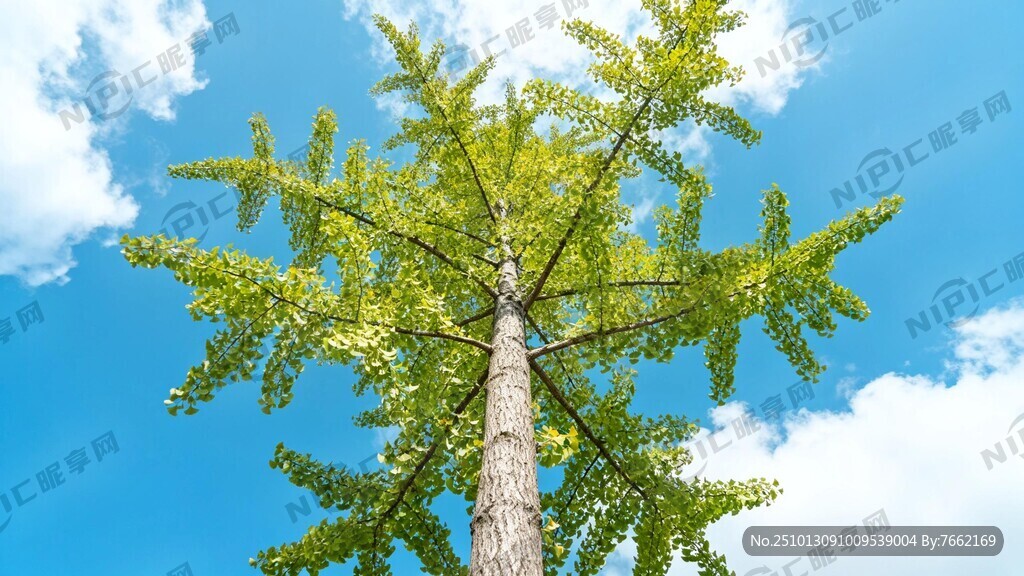 银杏树冲天而起 蓝天白云