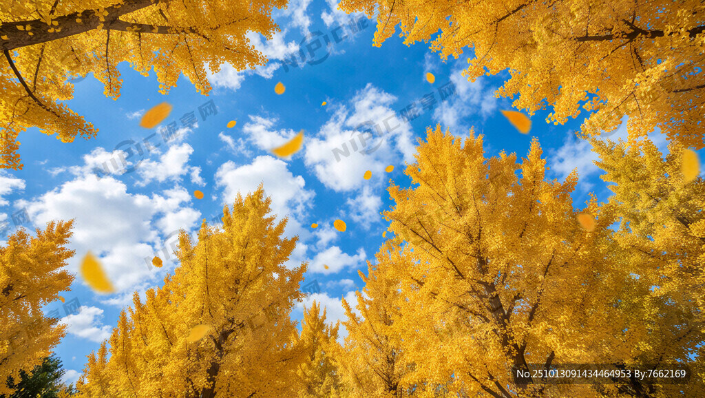秋天银杏树冲天而起占画面的4分
