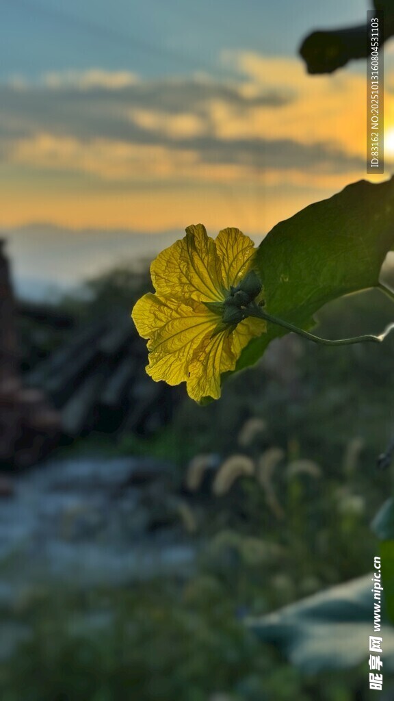 夕阳下的黄色小花