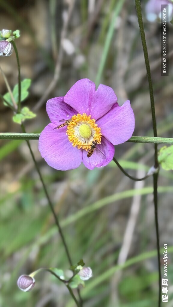 美丽紫色花朵特写