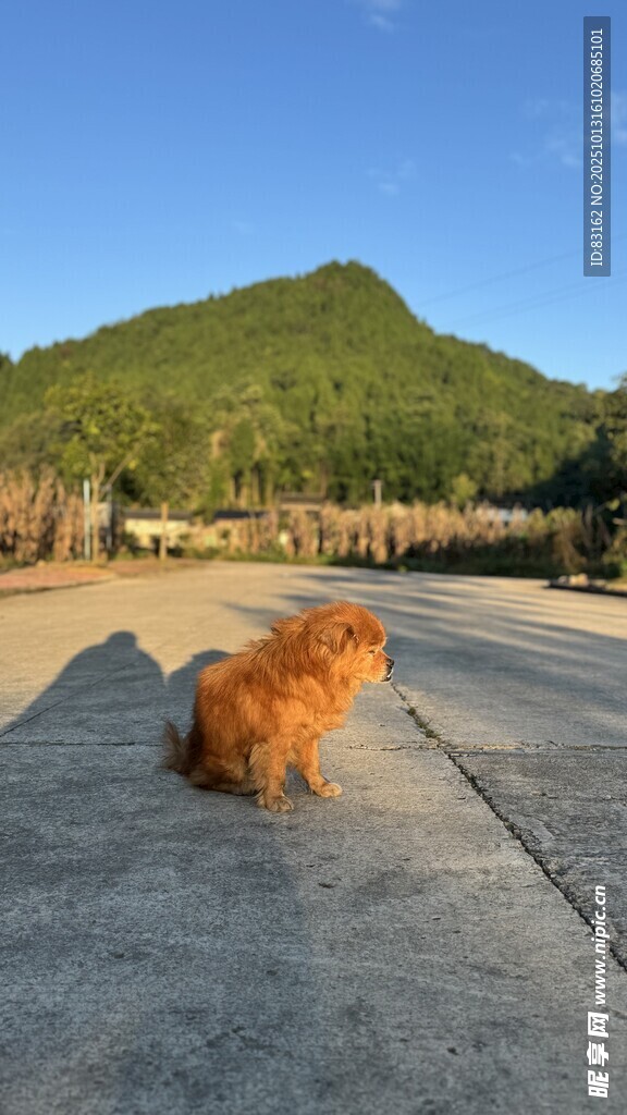公路上奔跑的棕色小狗