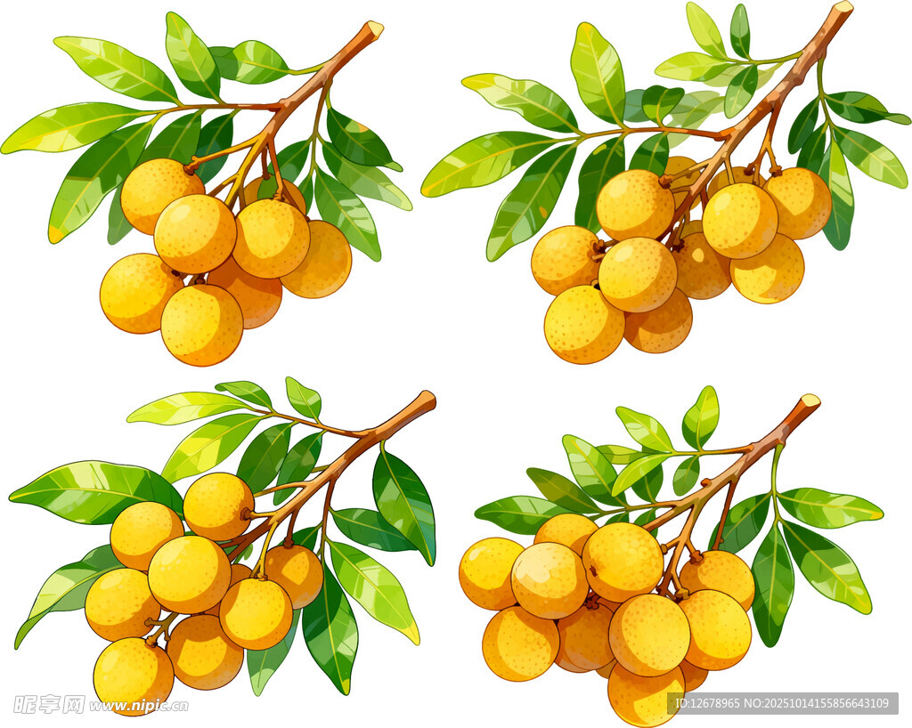 枝头黄澄澄的饱满桂圆