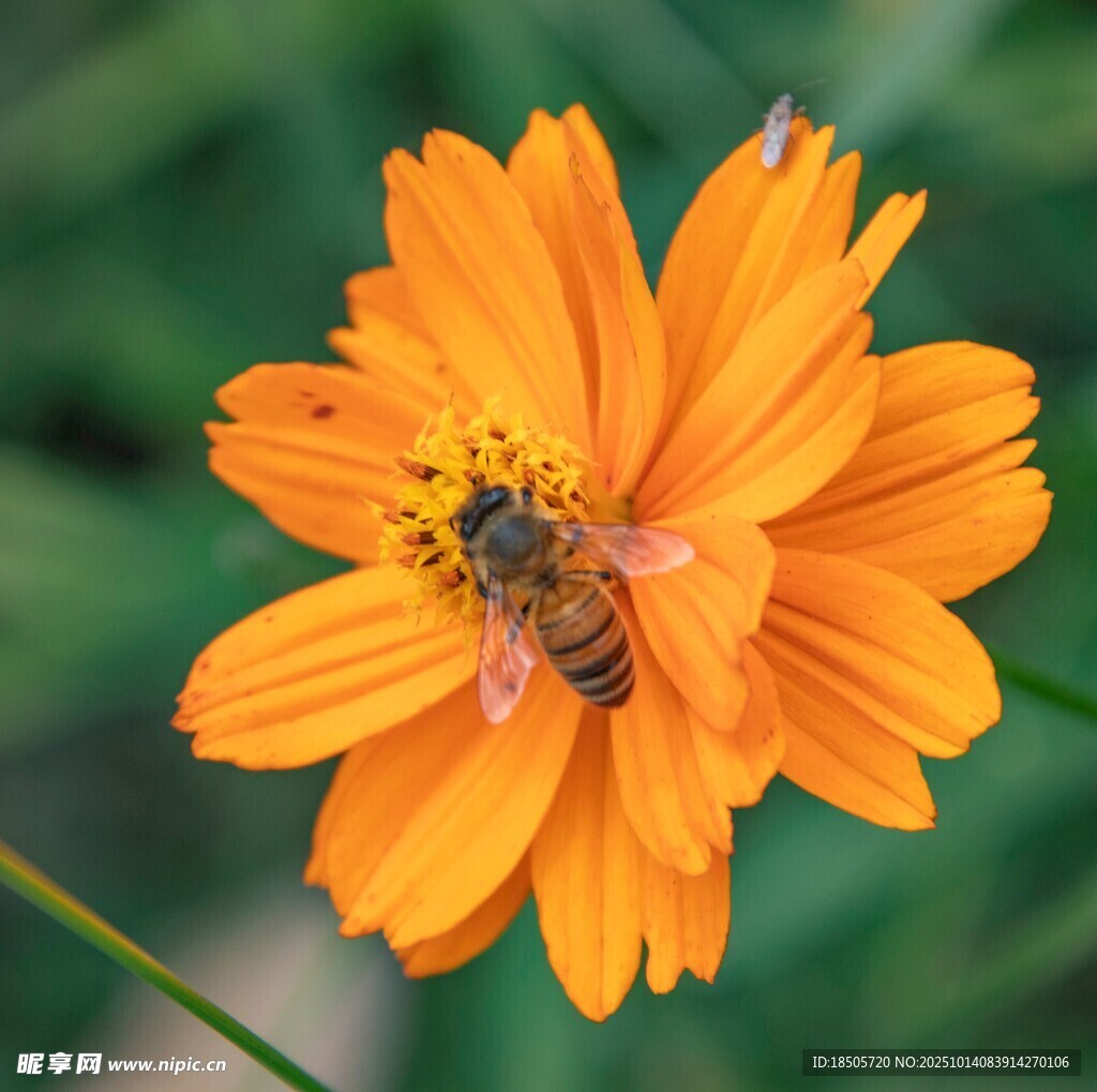 蜜蜂采蜜于橙色花朵