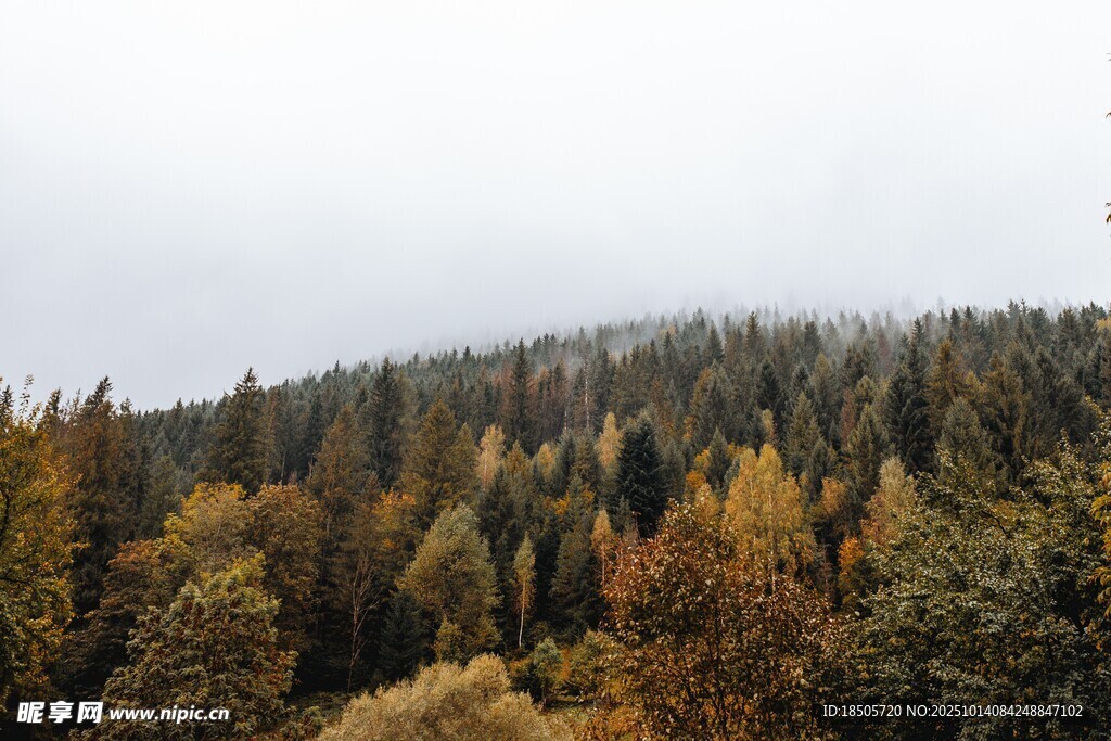 秋日山林斑斓景致