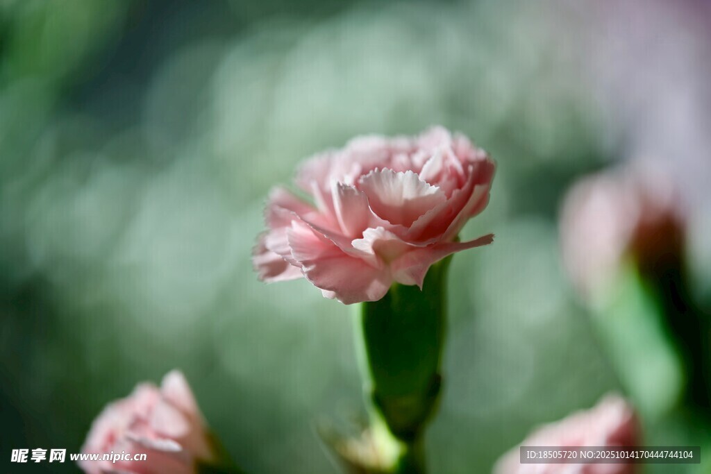 娇艳粉色小花绽放