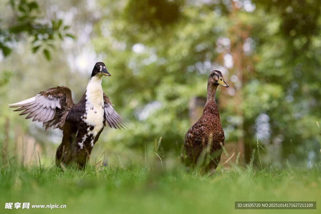 草地上展翅的两只野禽