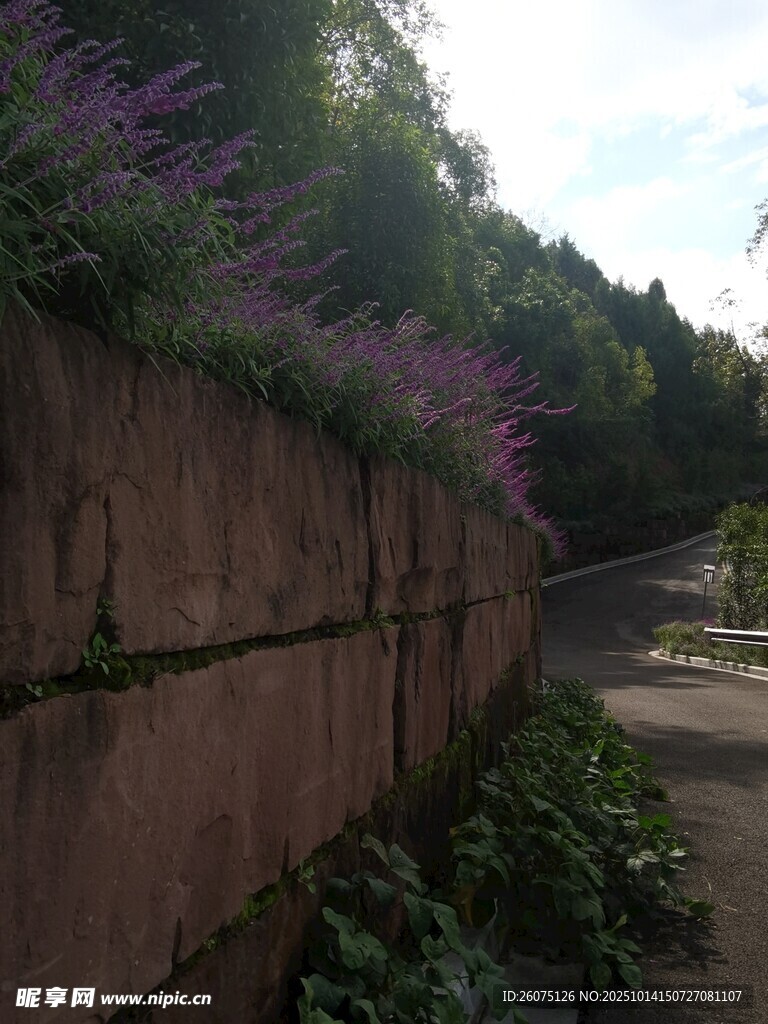 石墙边的紫色花卉景观