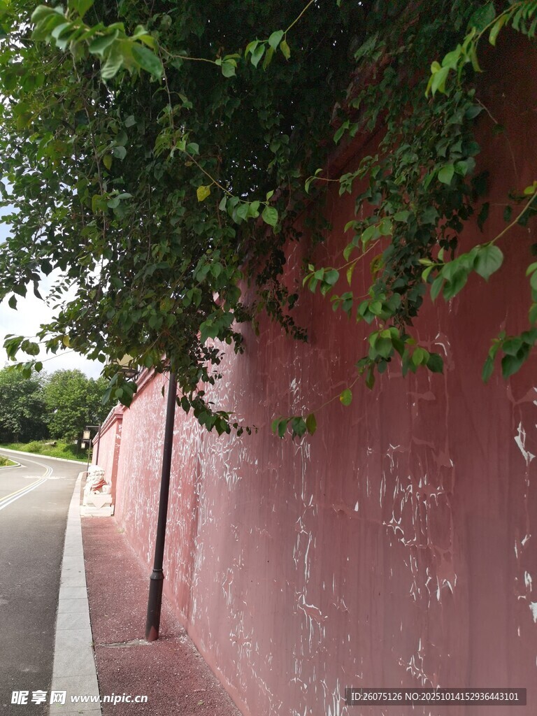 红墙边的翠绿藤蔓