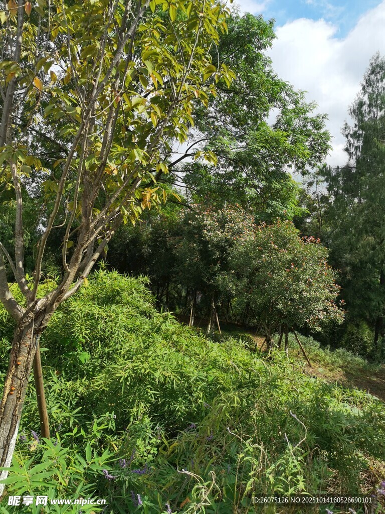 绿意盎然的自然山林景色