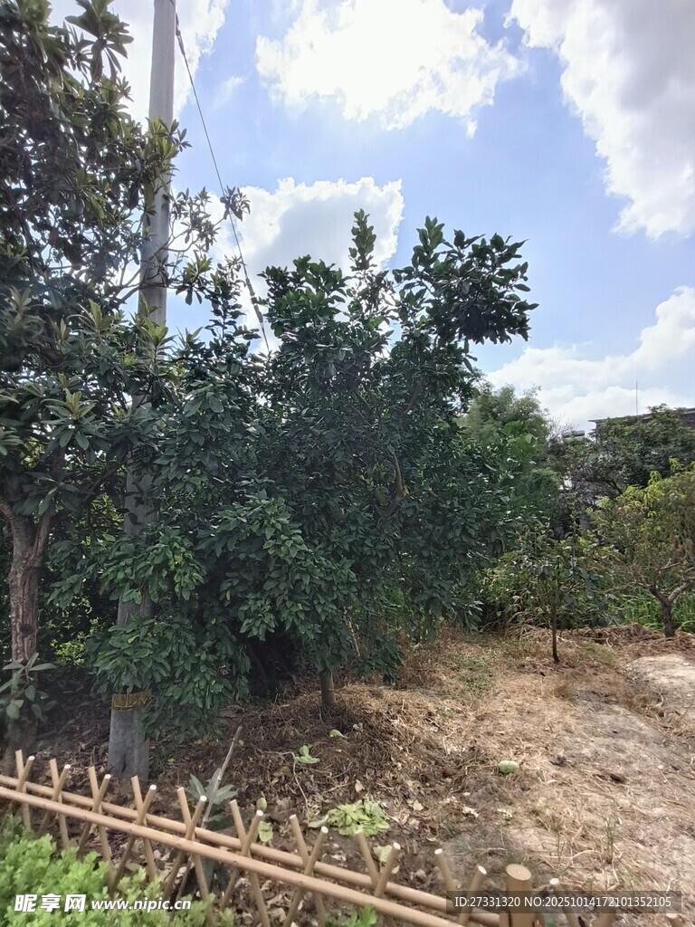 户外绿意盎然的自然场景