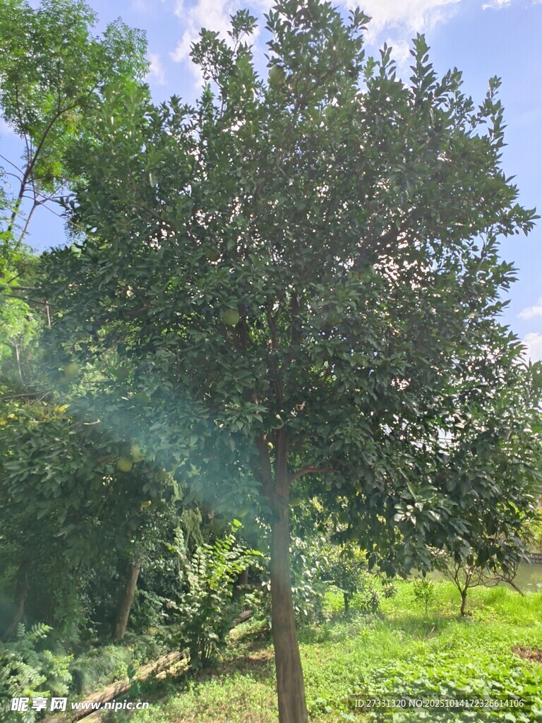 阳光下的茂盛绿树