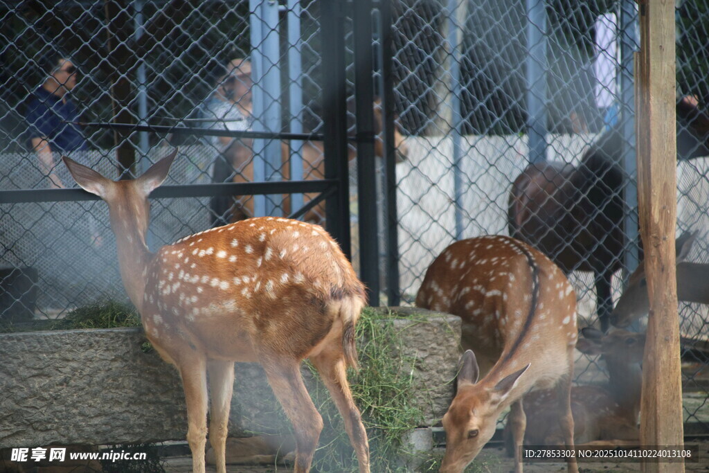 动物园内可爱的梅花鹿