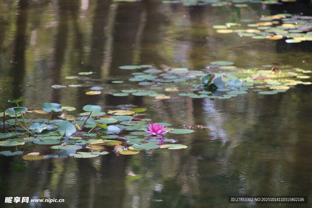 池塘中的睡莲与倒影