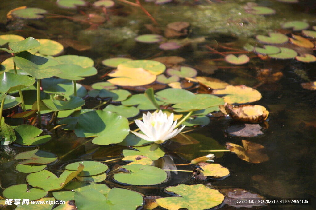 水中绽放的白色睡莲