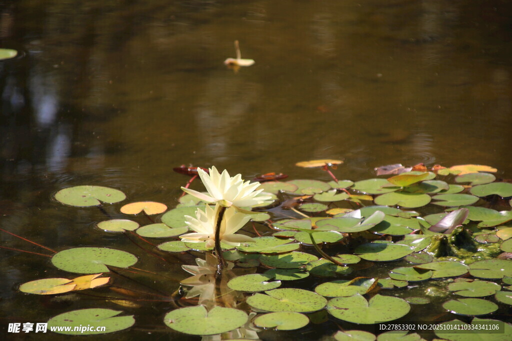 水中绽放的美丽白睡莲