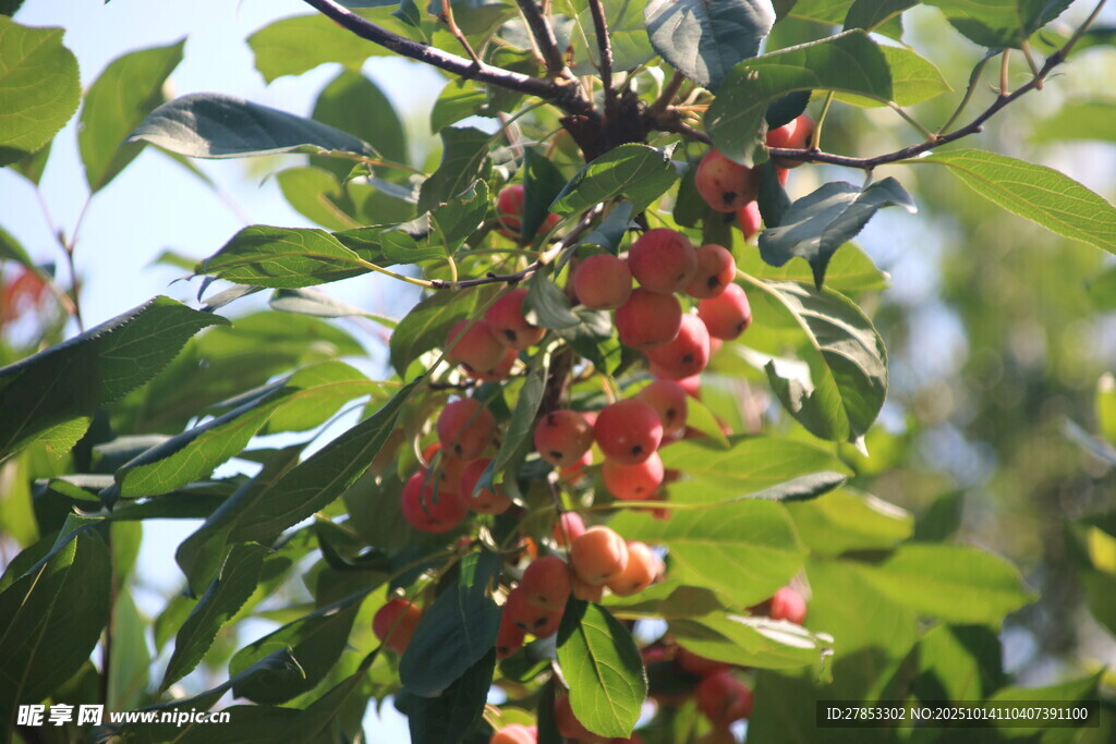 枝头挂满鲜红诱人的果实