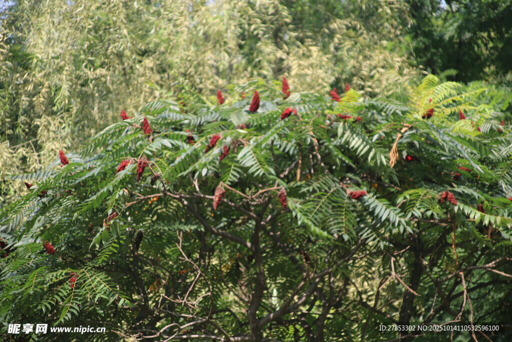绿叶丛中艳红植物