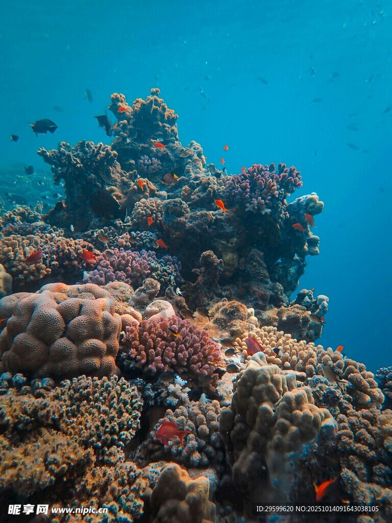 海底绚丽珊瑚景观