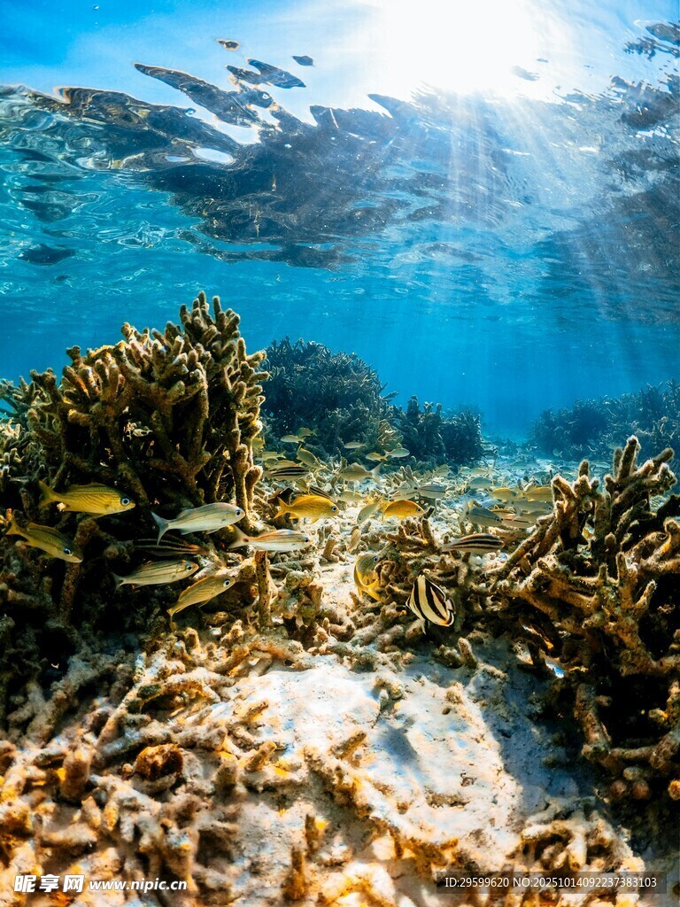 海底斑斓珊瑚景观