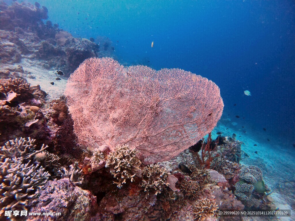 海底心形珊瑚景观