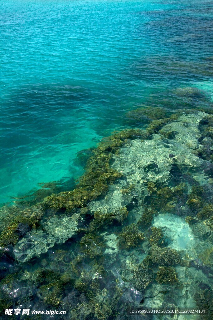 清澈海下的斑斓珊瑚礁