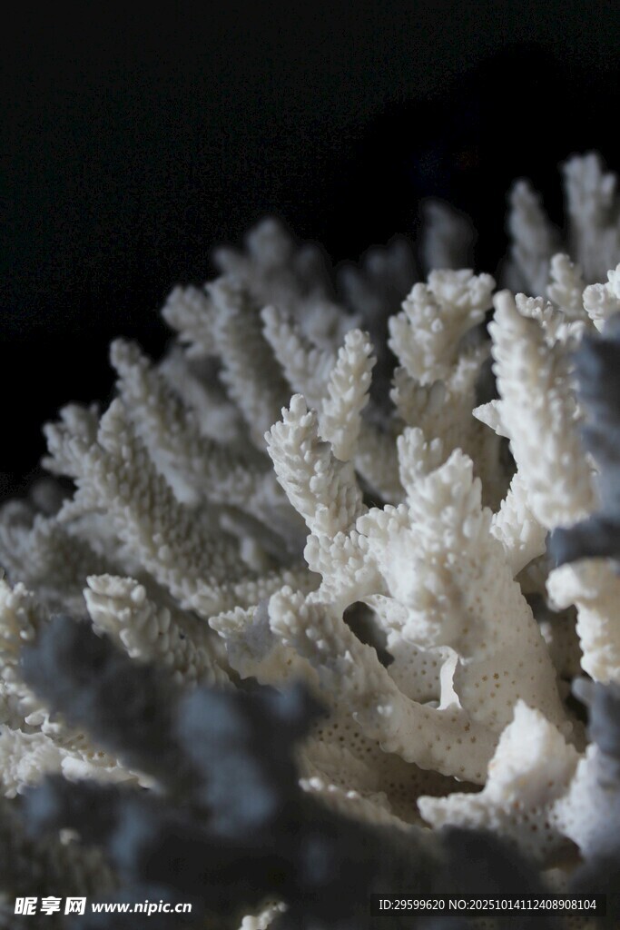 白色珊瑚特写