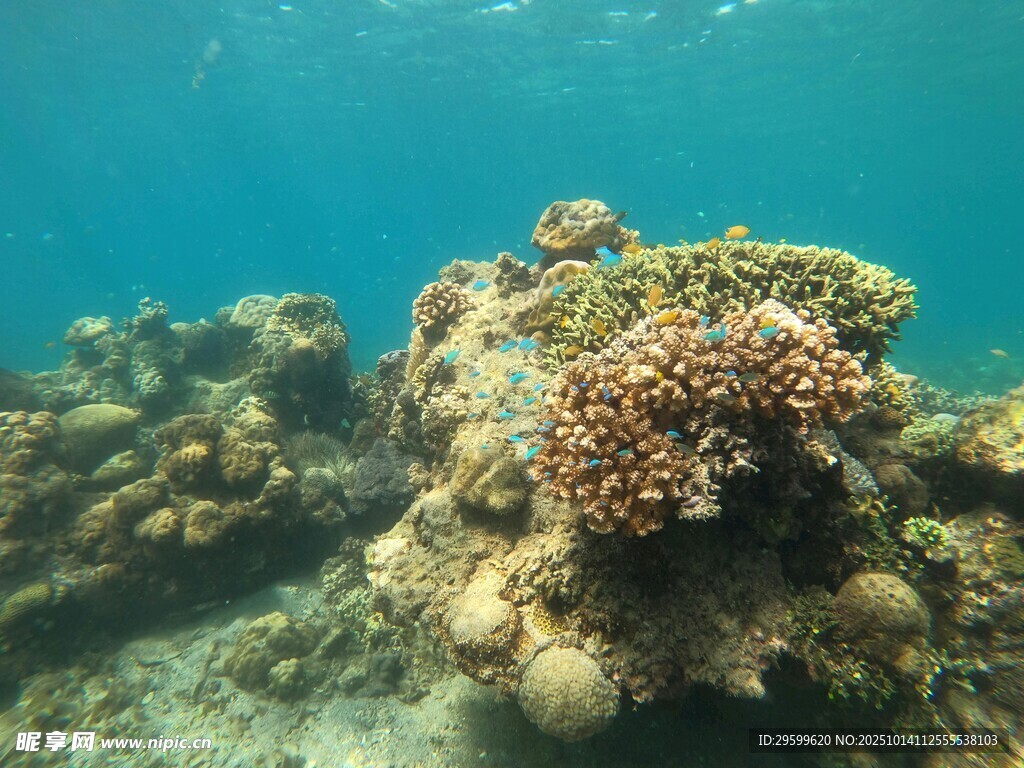 海底多彩珊瑚景观