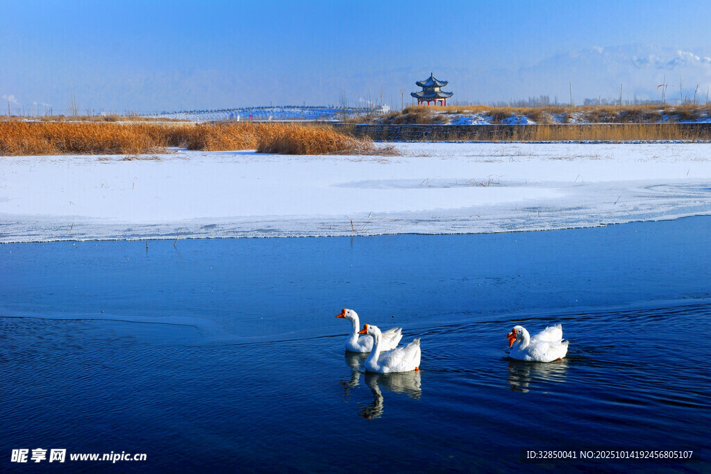 湖面上的优雅天鹅