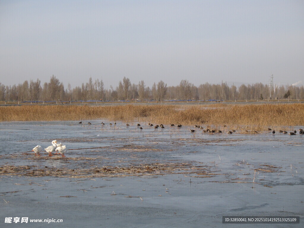 湿地群鸟栖息景象