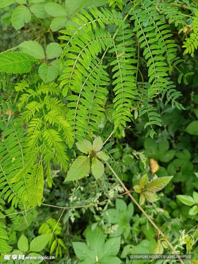 翠绿蕨类植物生机盎然