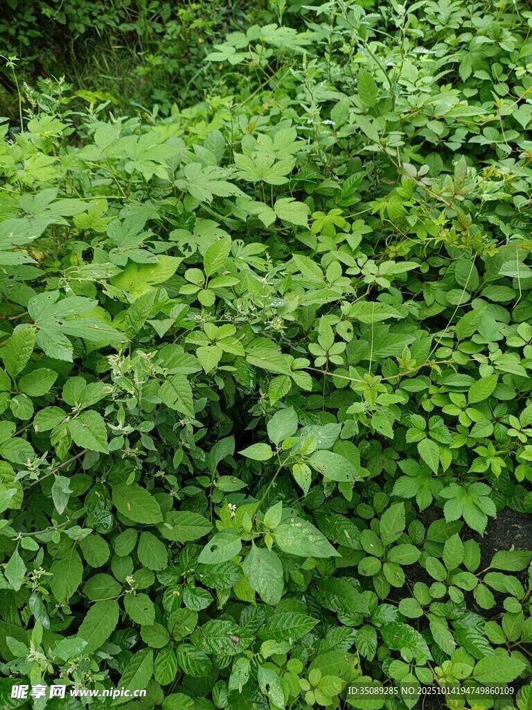 翠绿繁茂的植物丛