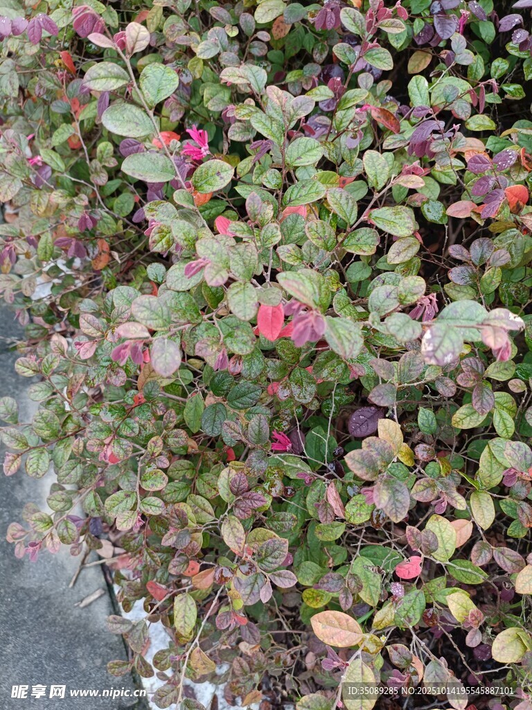 多彩叶片植物景观