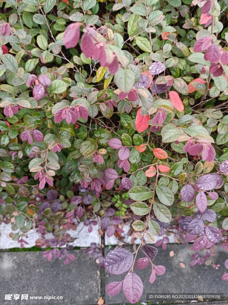 多彩斑斓的地面植物景观