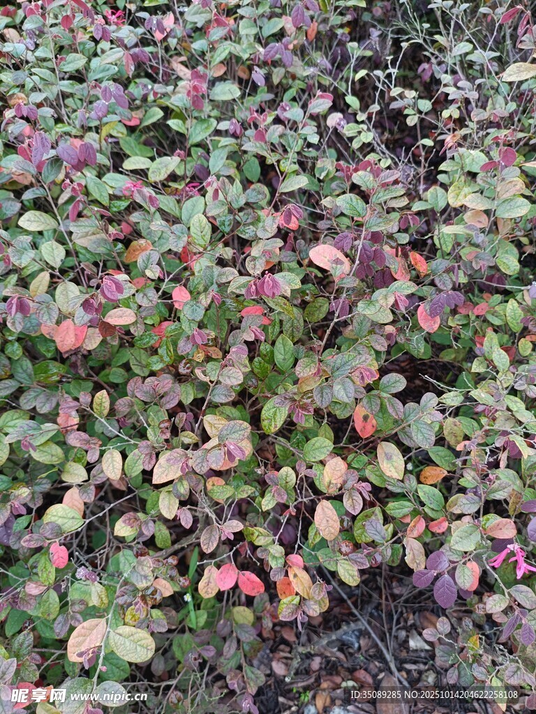 多彩叶片植物景观