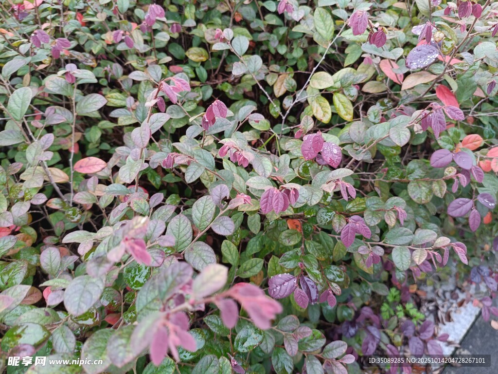 多彩叶片植物景观