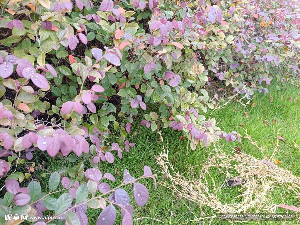 紫色花卉植物与绿色草地