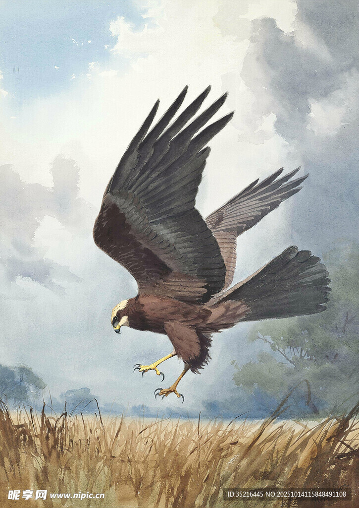 翱翔的雄鹰