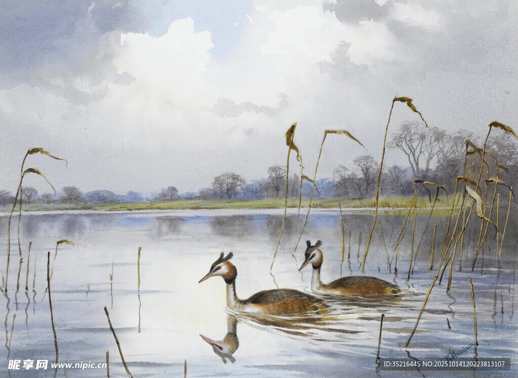 湖面游弋的优雅水鸟