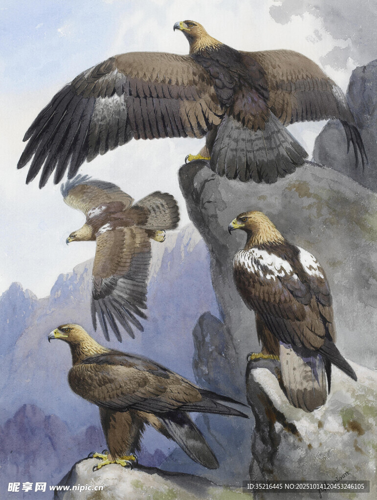 群鹰踞于山石间
