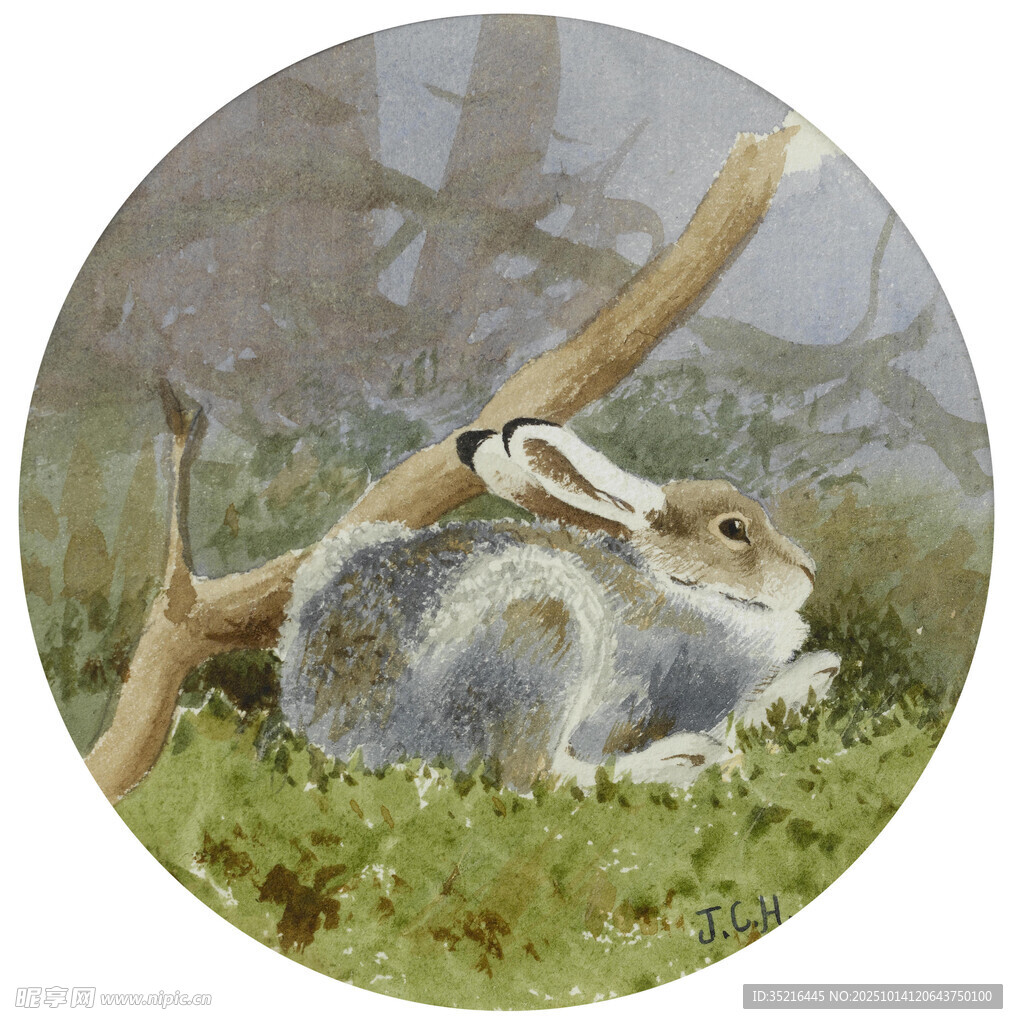 草地上休憩的可爱野兔