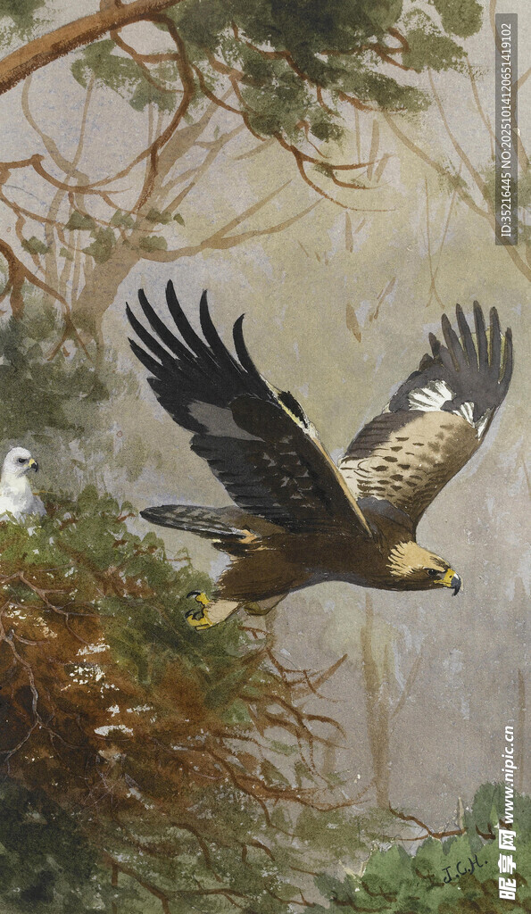 雄鹰展翅翱翔于林间
