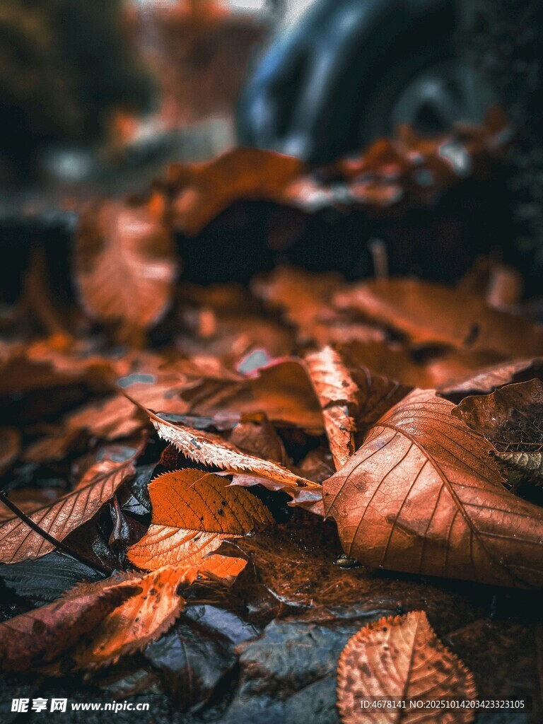 秋日落叶铺就的诗意景致