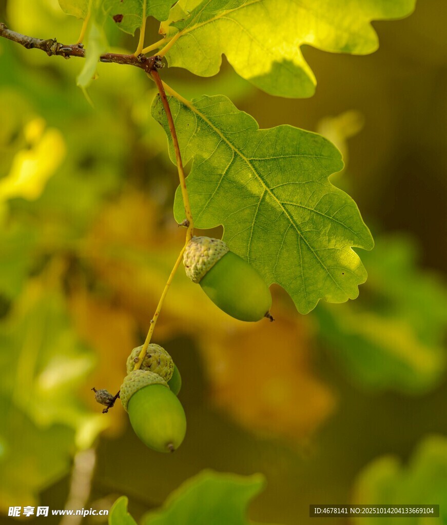 秋日橡树枝头的橡果