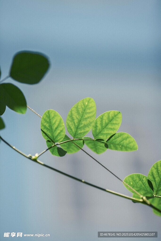 嫩绿枝叶展现盎然生机