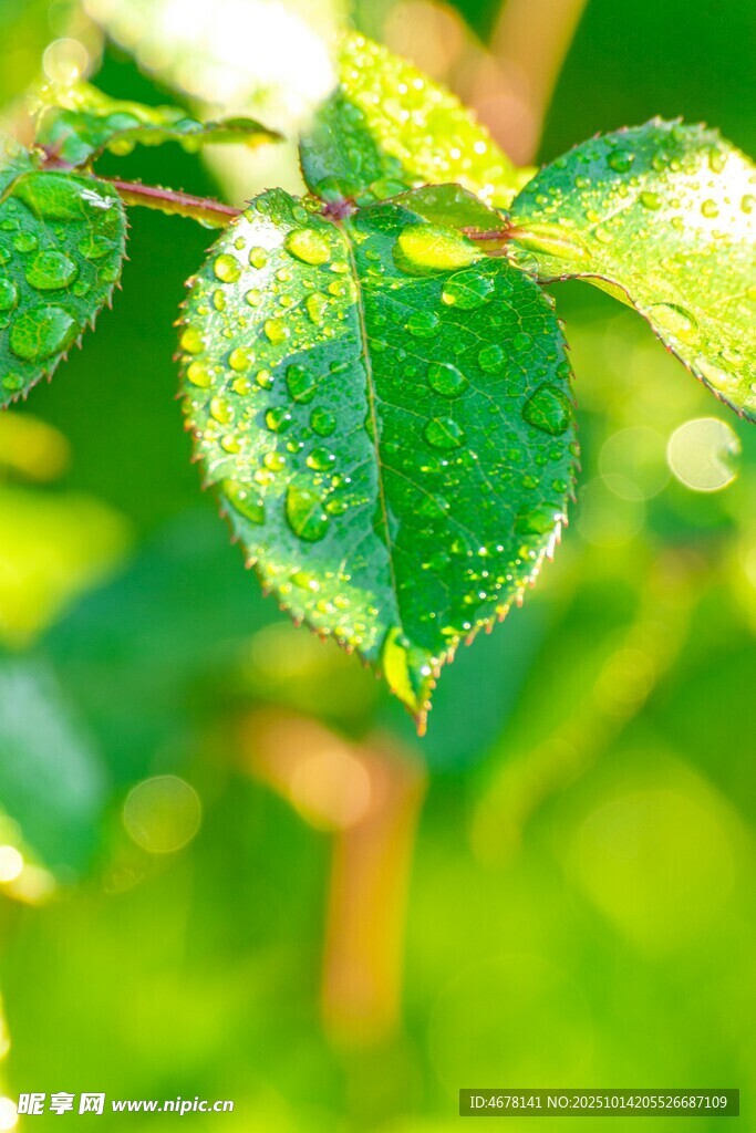 带露珠的翠绿叶片