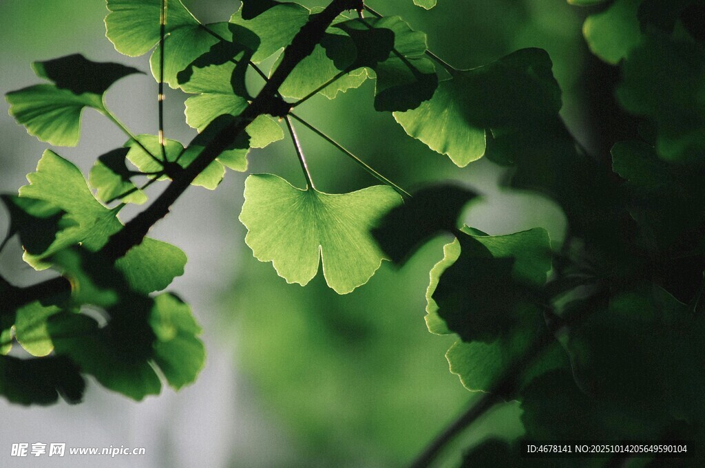 翠绿银杏叶生机满枝头
