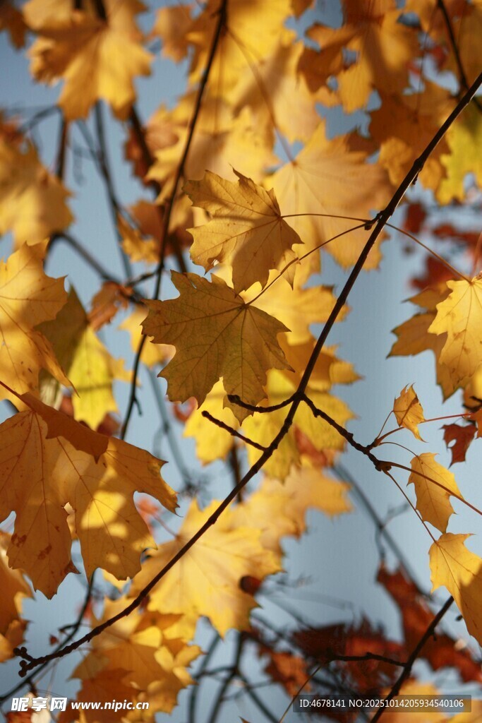 秋日金黄枫叶枝头绽放
