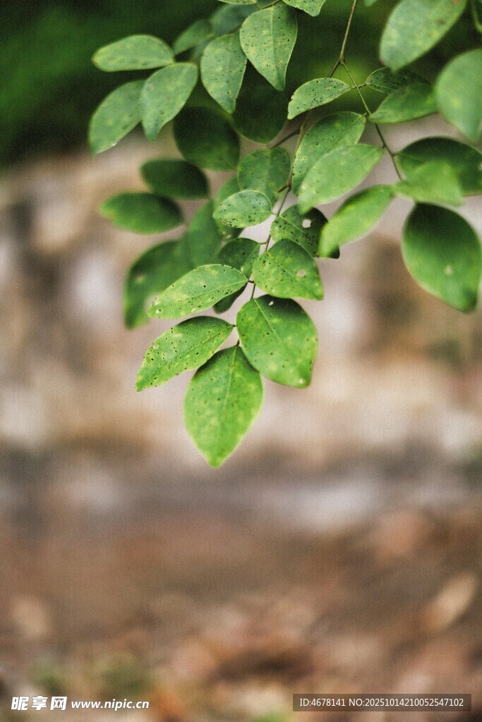 嫩绿枝叶尽显自然生机
