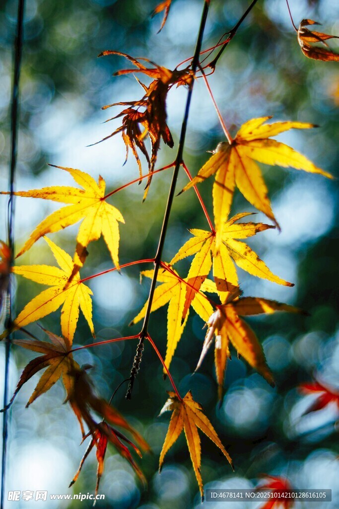 金黄枫叶枝头展